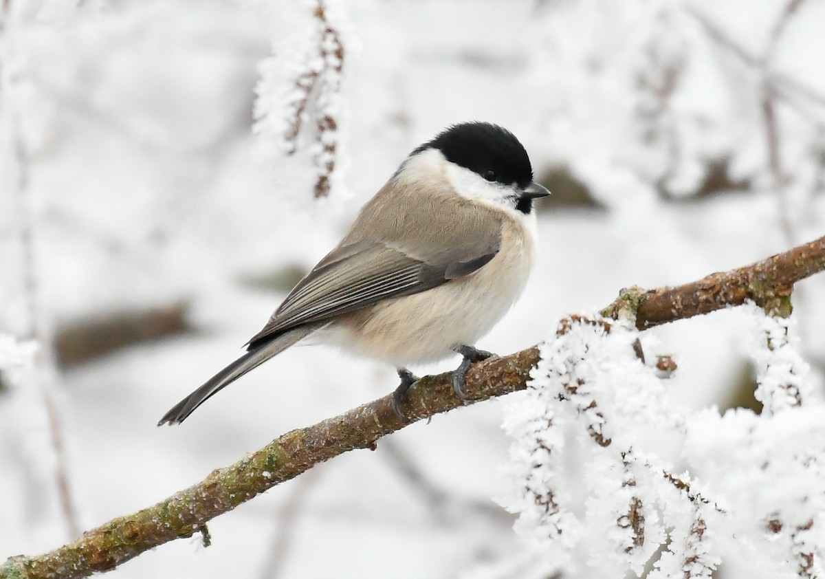 Marsh Tit - ML647885297