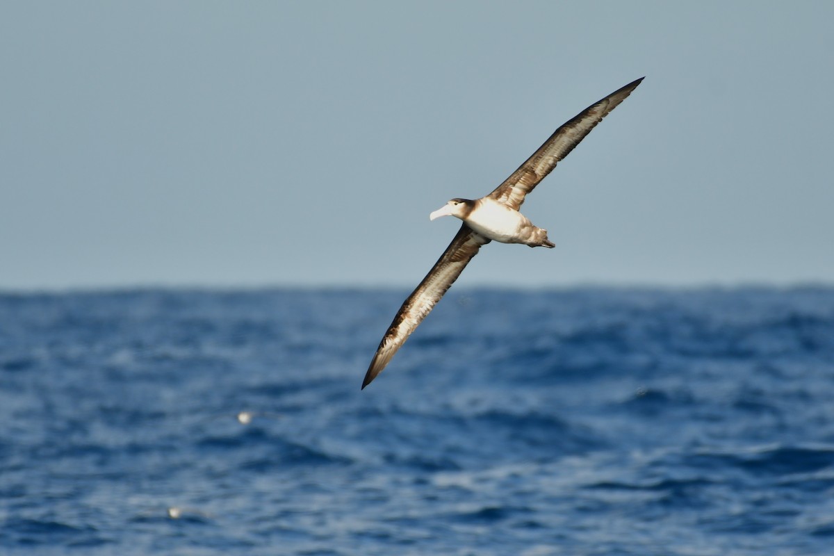Short-tailed Albatross - ML647885298