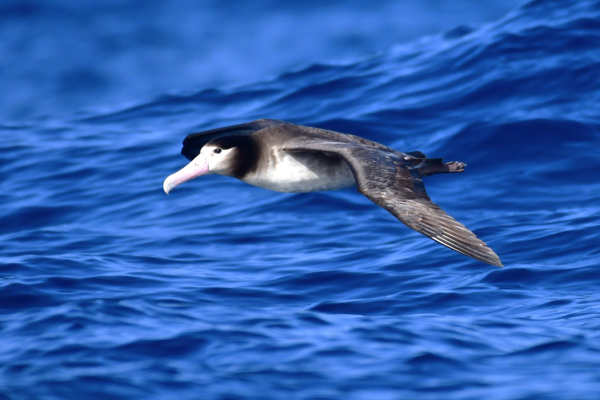 Short-tailed Albatross - ML647885299