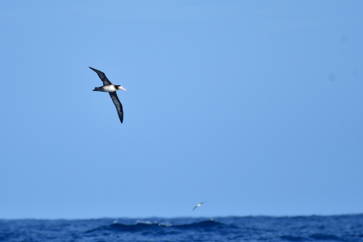 Short-tailed Albatross - ML647885300