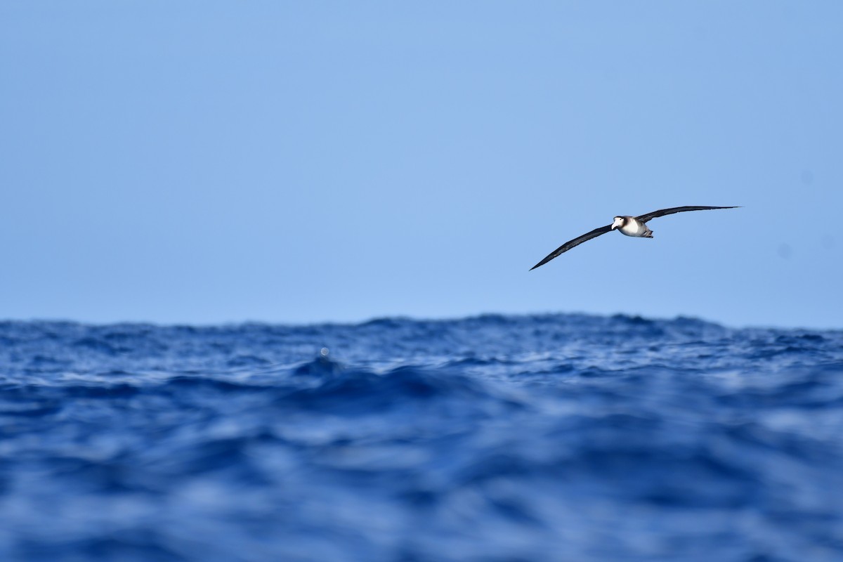 Short-tailed Albatross - ML647885301