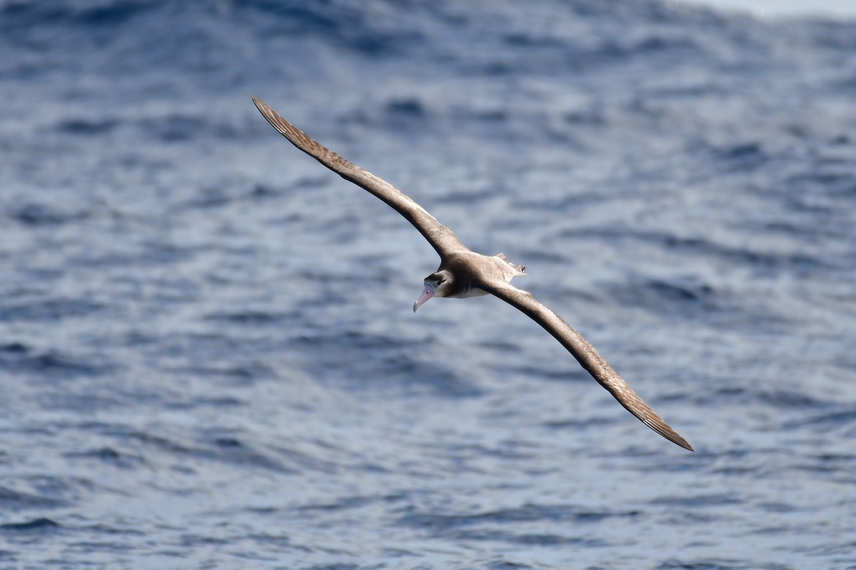 Short-tailed Albatross - ML647885302