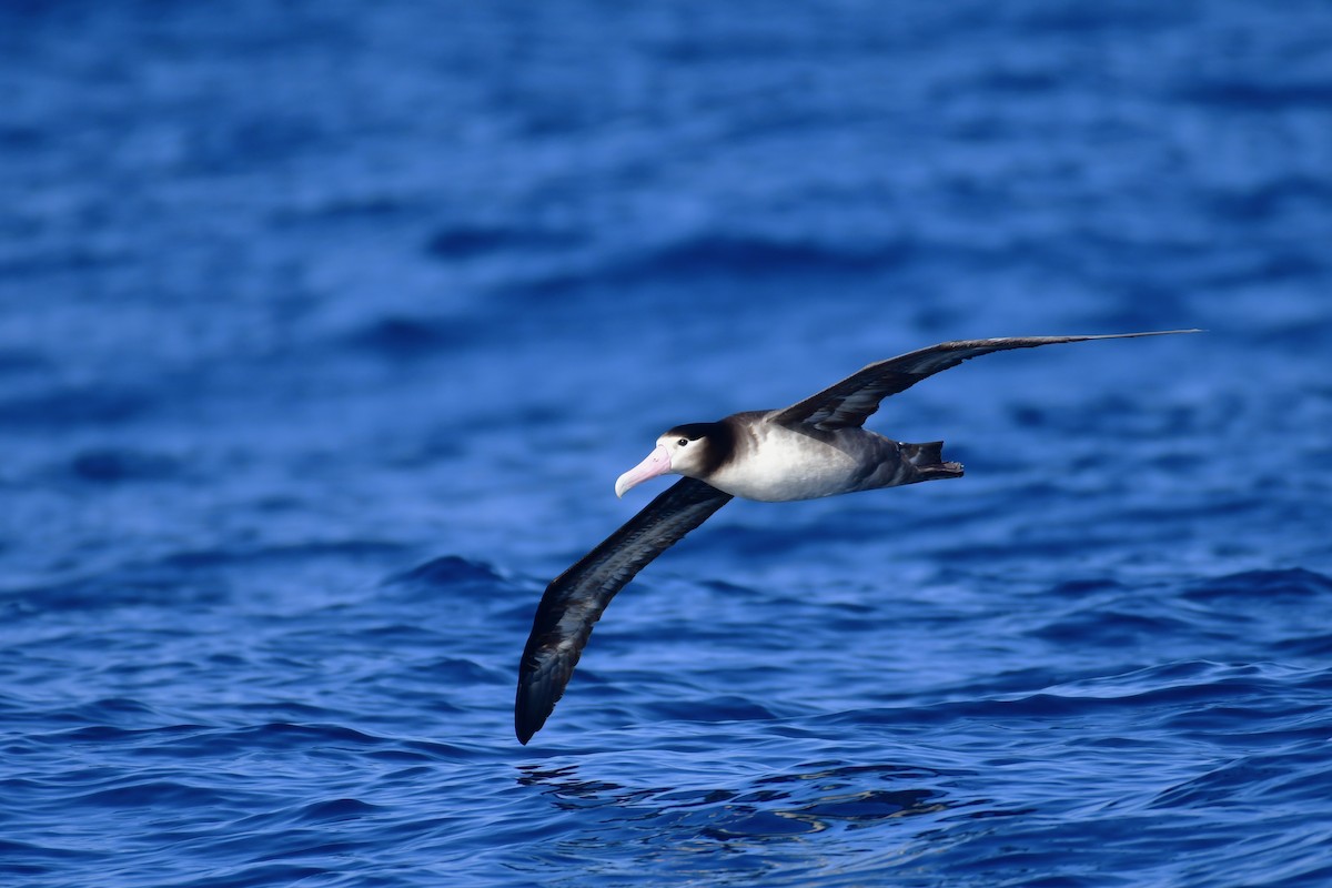 Short-tailed Albatross - ML647885303