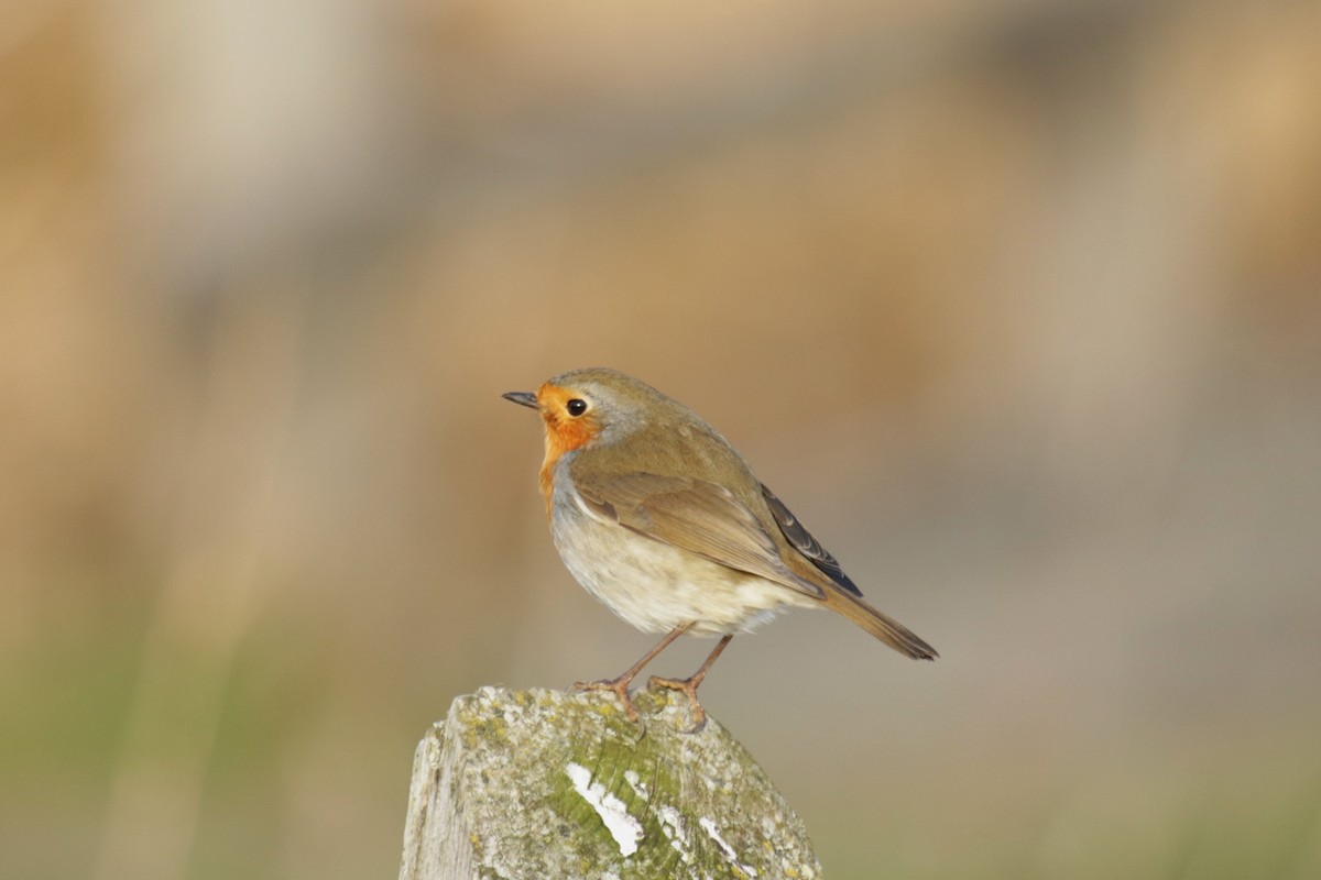 European Robin - ML647885304