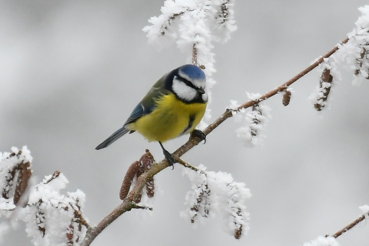 Eurasian Blue Tit - ML647885305