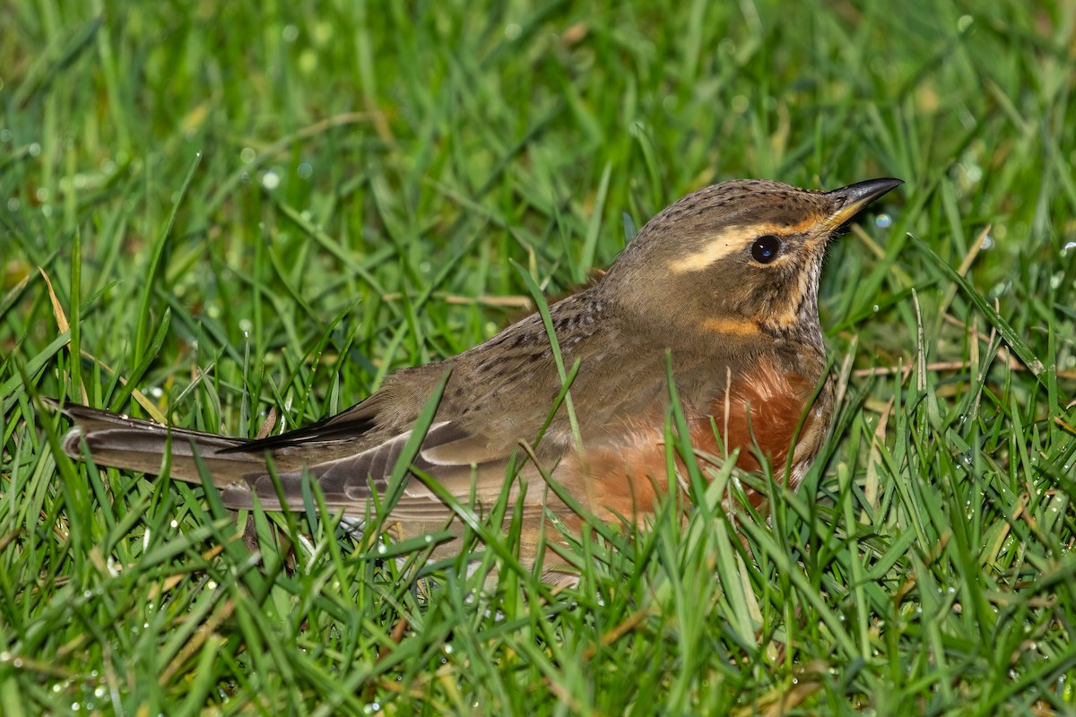 Цагаан хөмсөгт хөөндэй - ML647885306