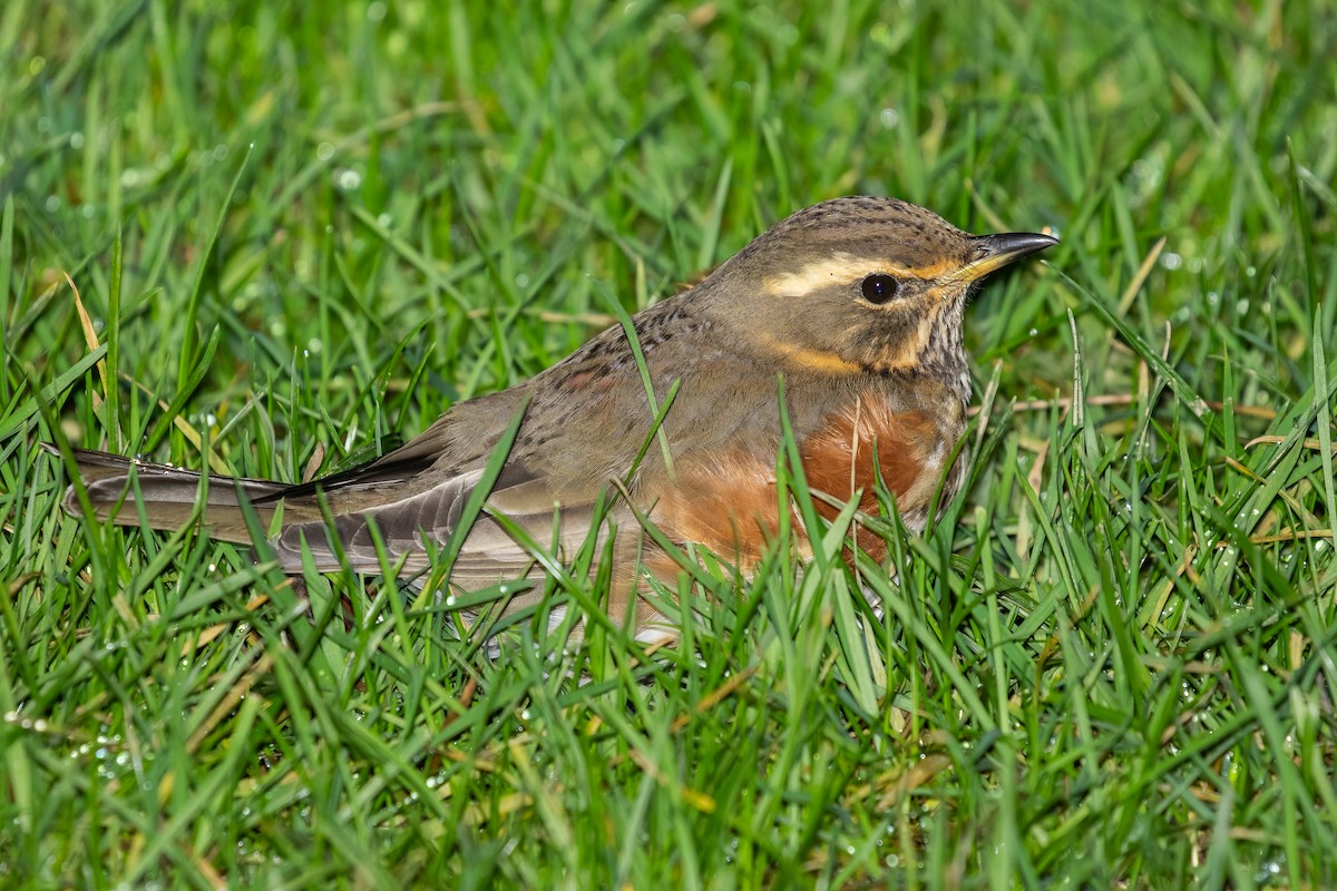 Цагаан хөмсөгт хөөндэй - ML647885313