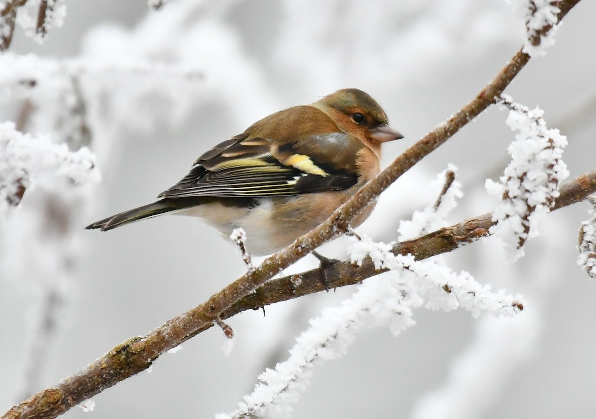 Common Chaffinch - ML647885320