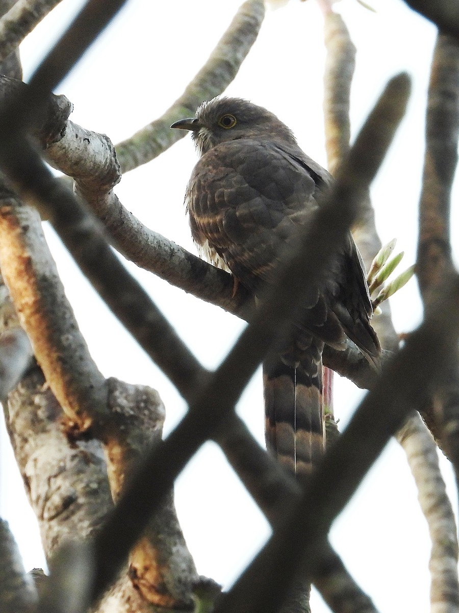 Common Hawk-Cuckoo - ML647885353