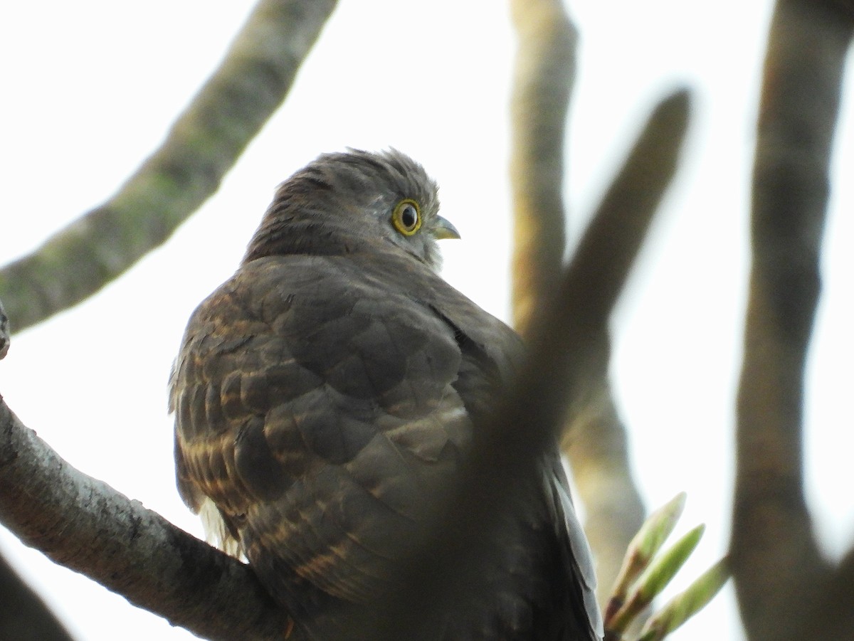 Common Hawk-Cuckoo - ML647885354