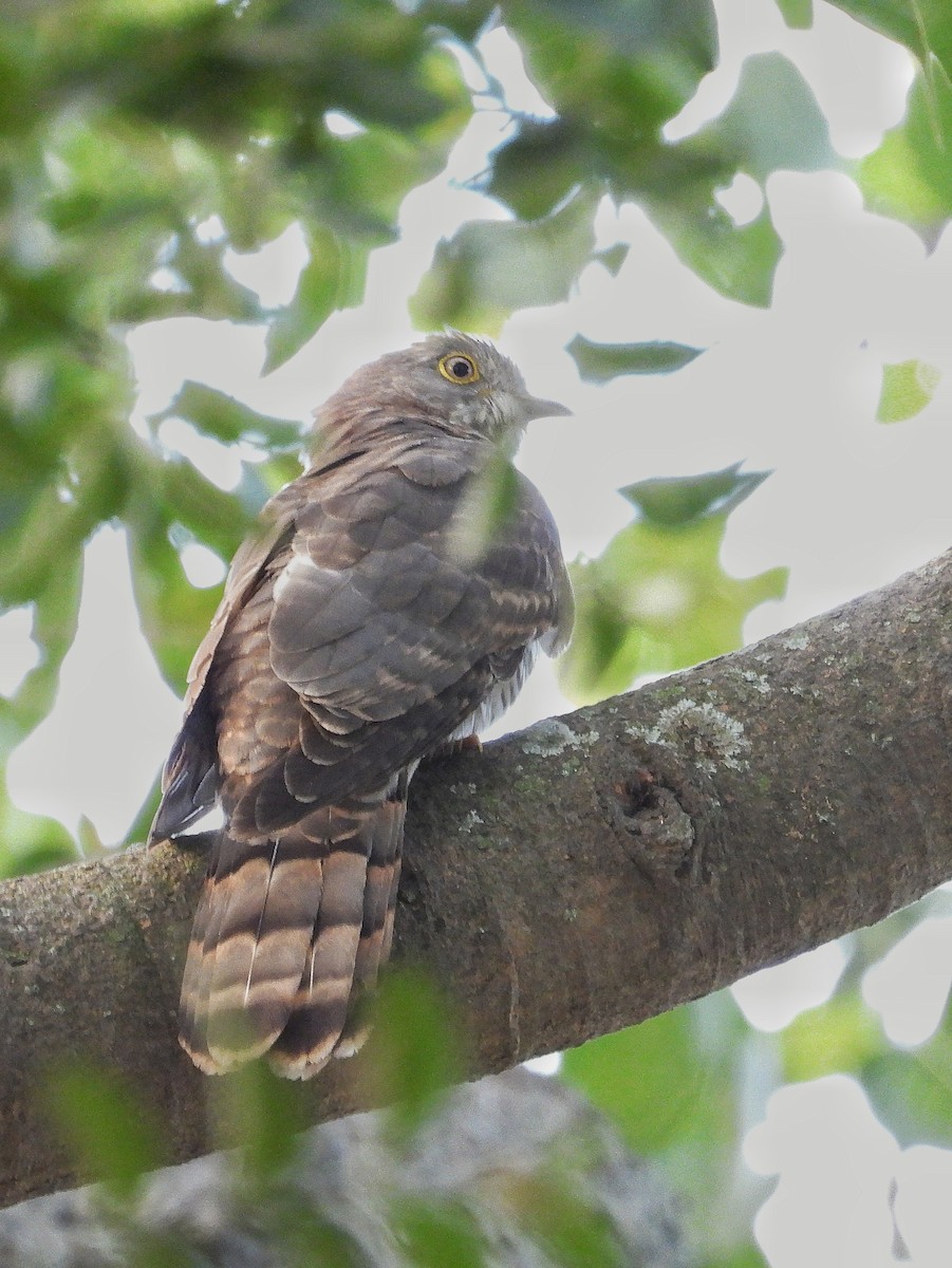Common Hawk-Cuckoo - ML647885355