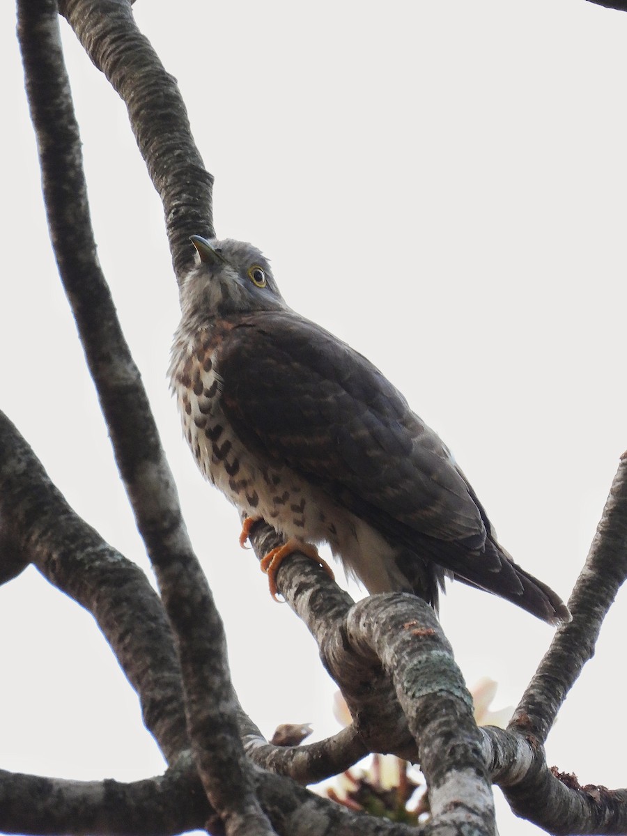 Common Hawk-Cuckoo - ML647885356