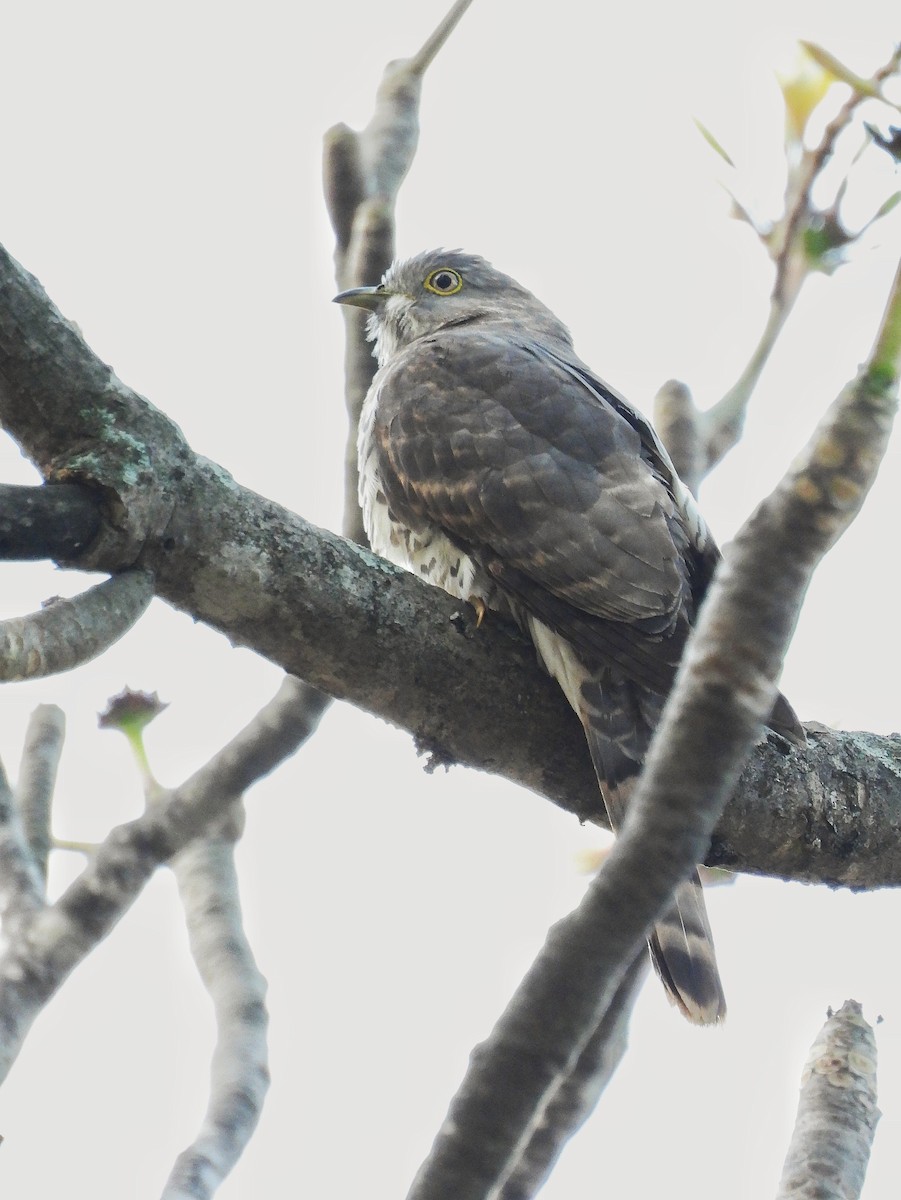 Common Hawk-Cuckoo - ML647885357