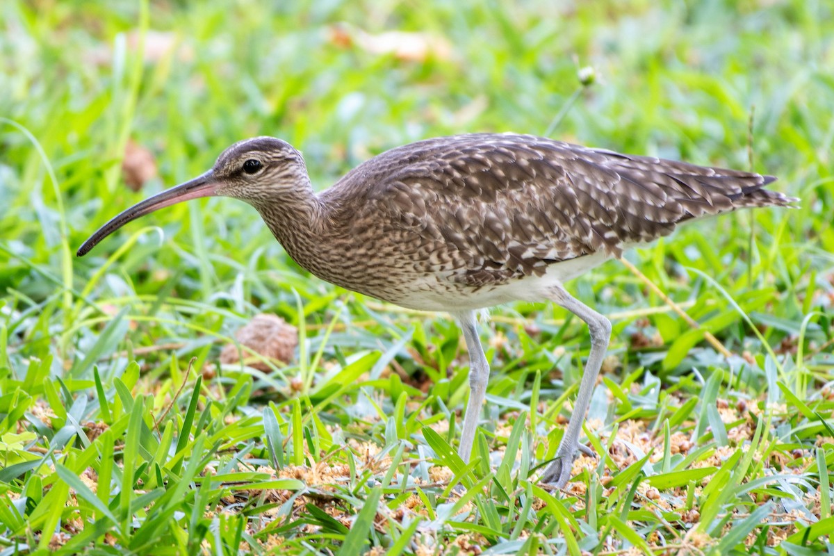 Eurasian Whimbrel - ML647885360