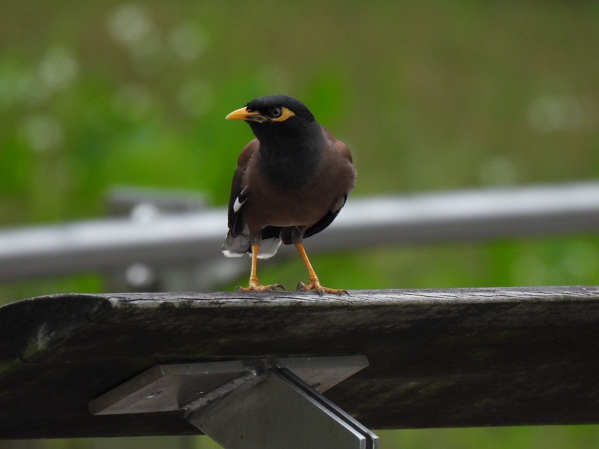 Common Myna - ML647885367