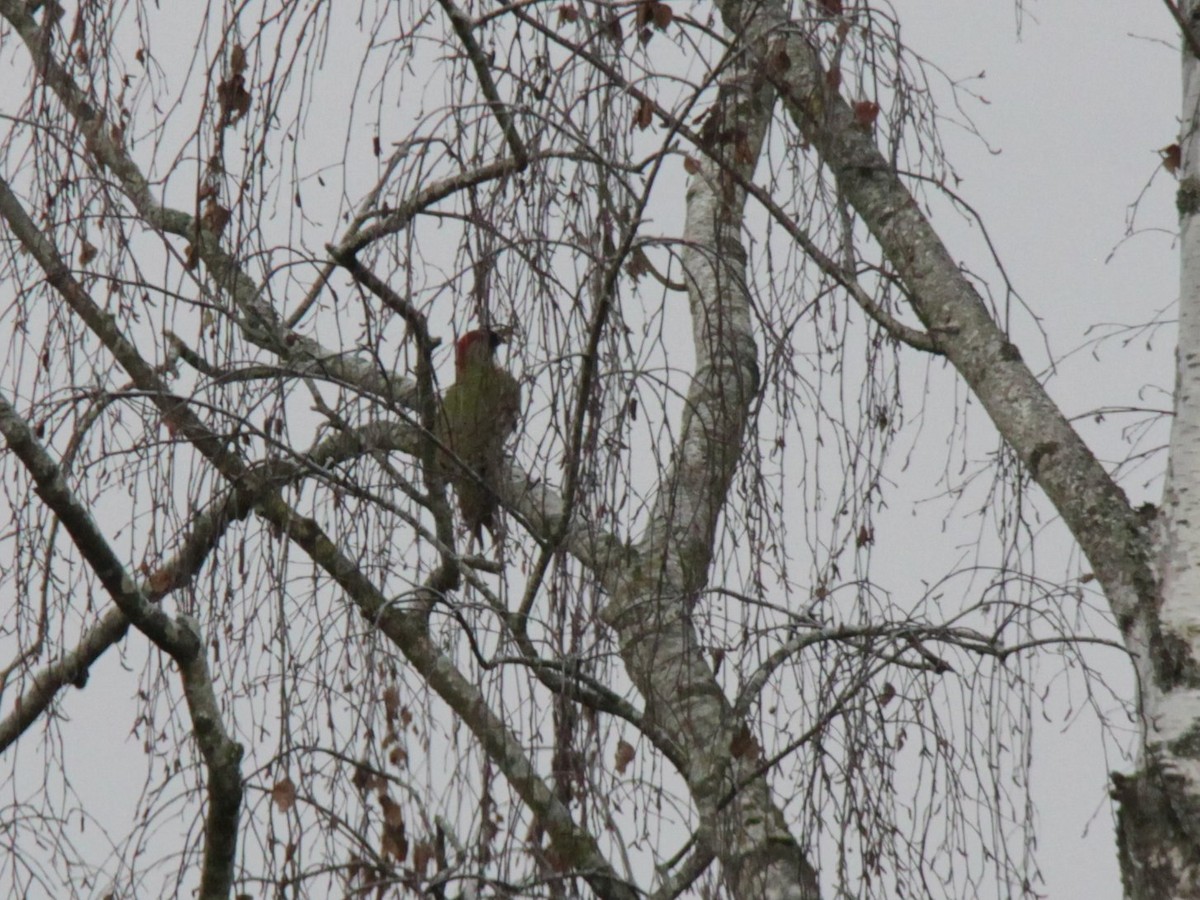 Eurasian Green Woodpecker - ML647885372
