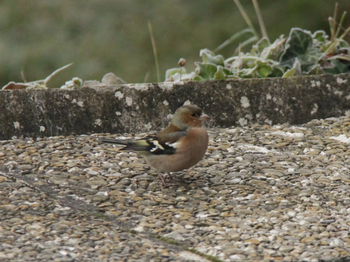 Common Chaffinch - ML647885373
