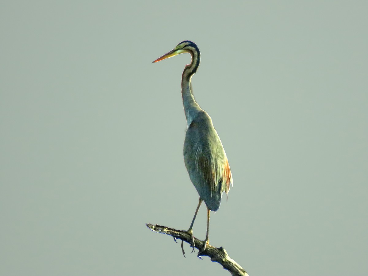 Purple Heron - ML647885374