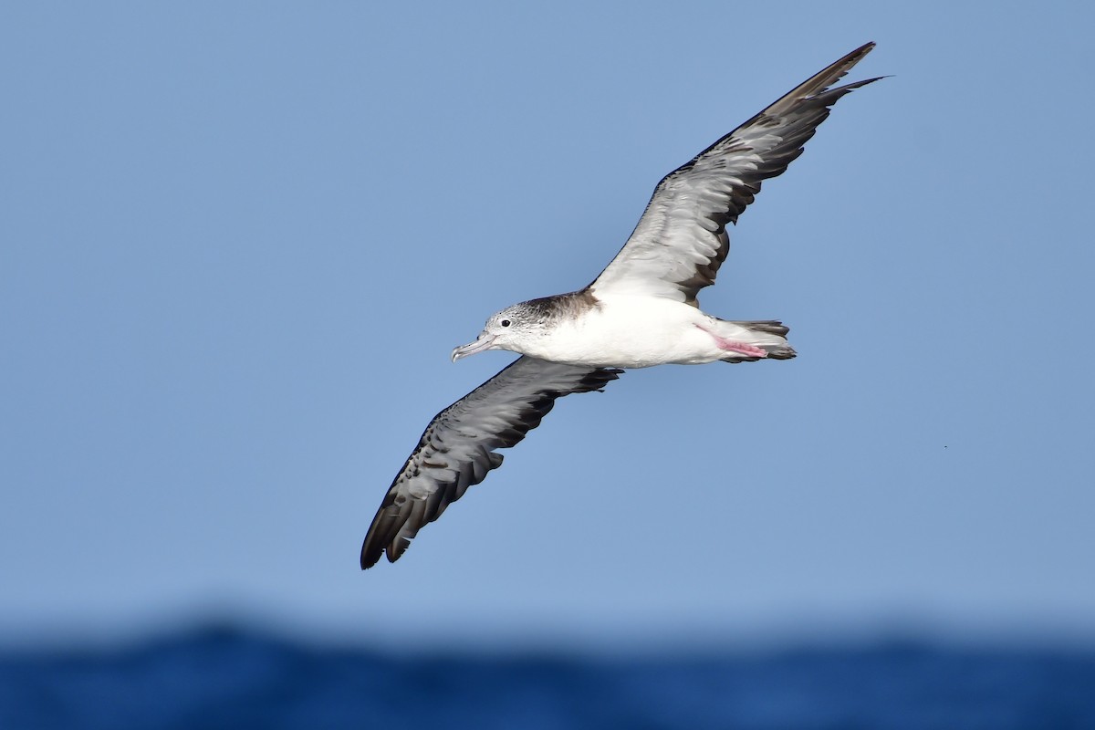 Streaked Shearwater - ML647885375