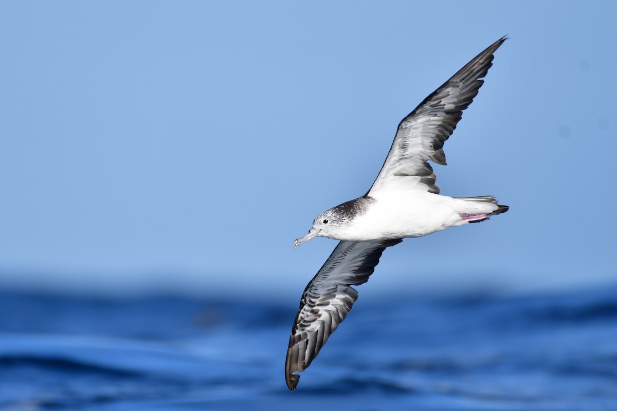 Streaked Shearwater - ML647885376