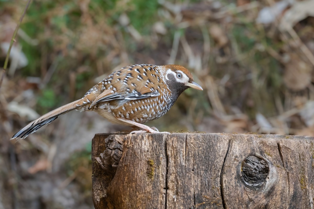 Biet's Laughingthrush - ML647885377