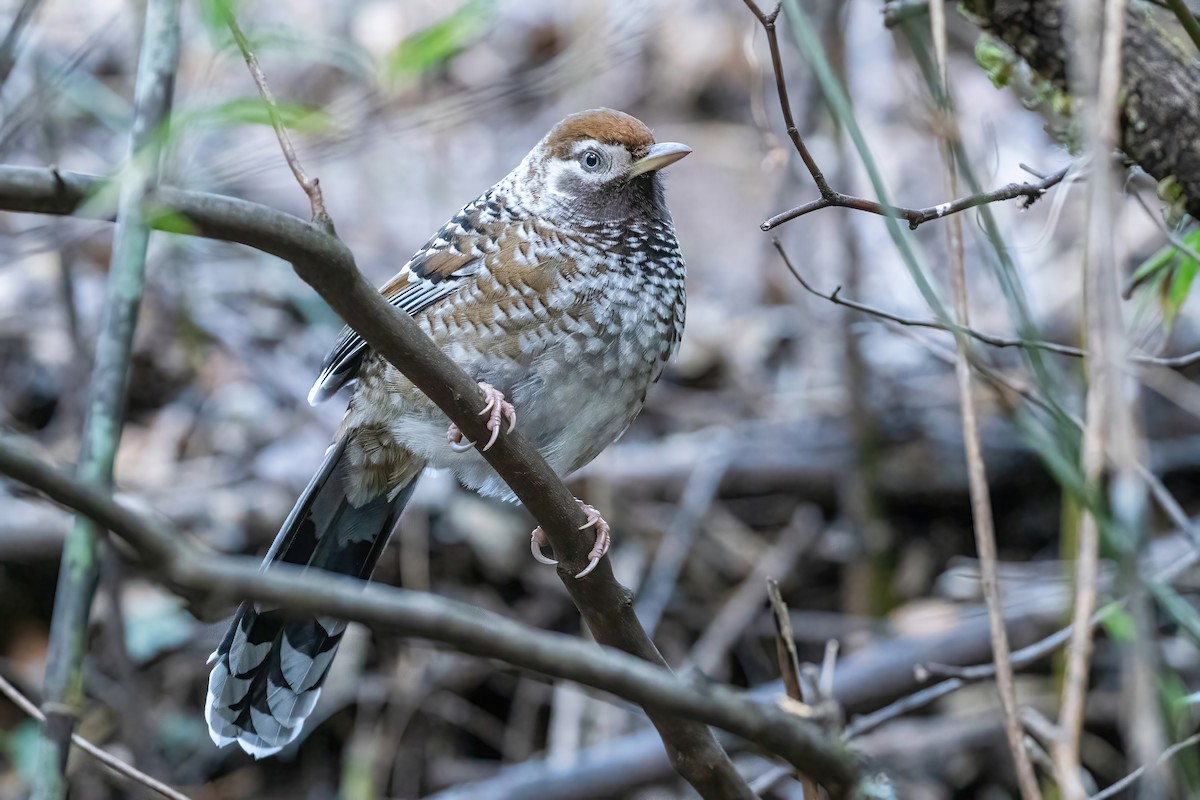 Biet's Laughingthrush - ML647885378