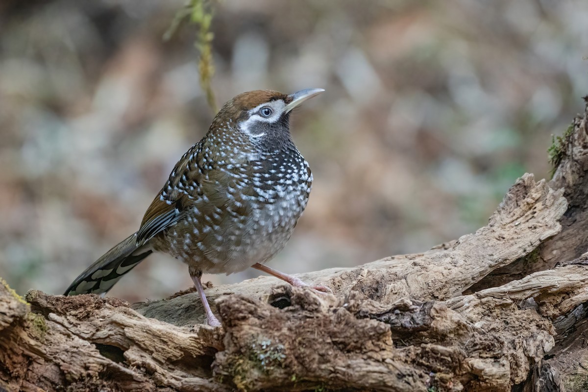 Biet's Laughingthrush - ML647885379