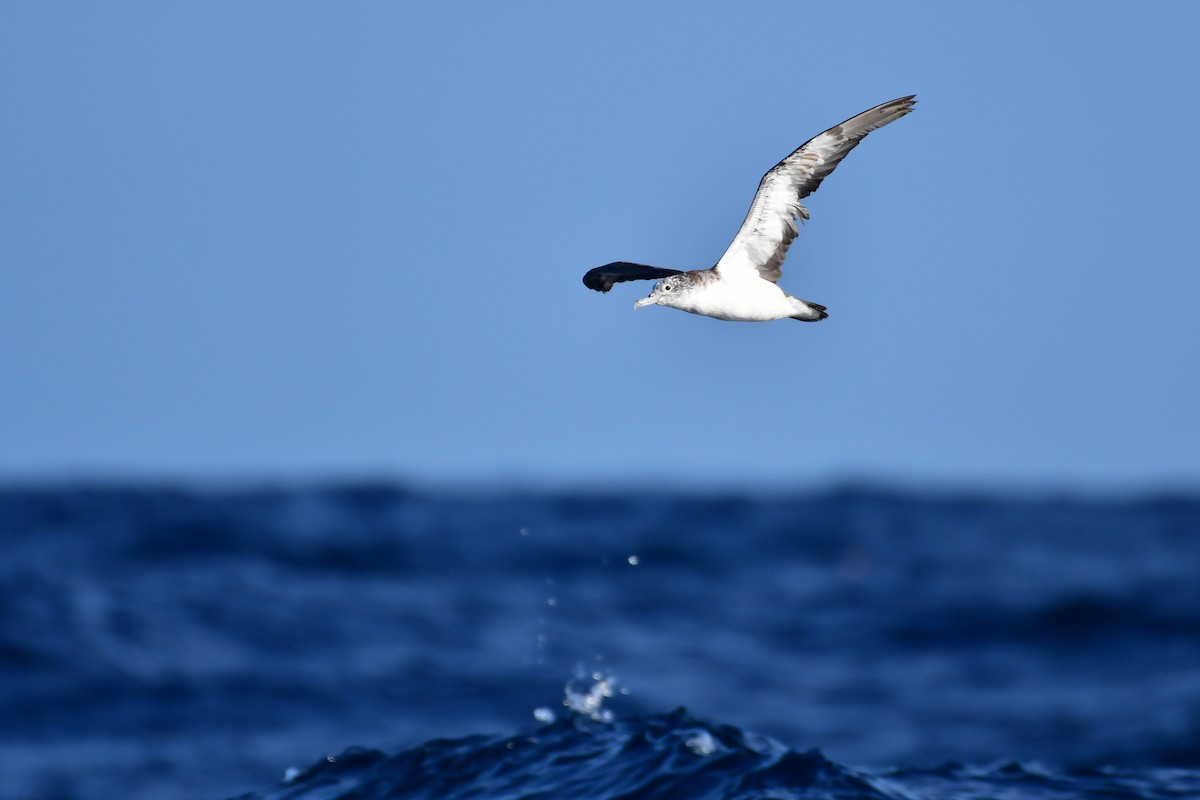 Streaked Shearwater - ML647885381