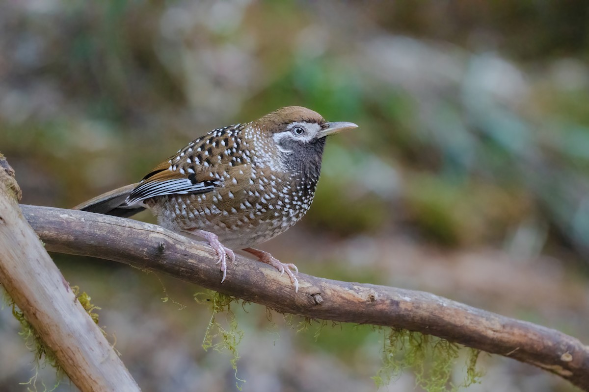 Biet's Laughingthrush - ML647885382