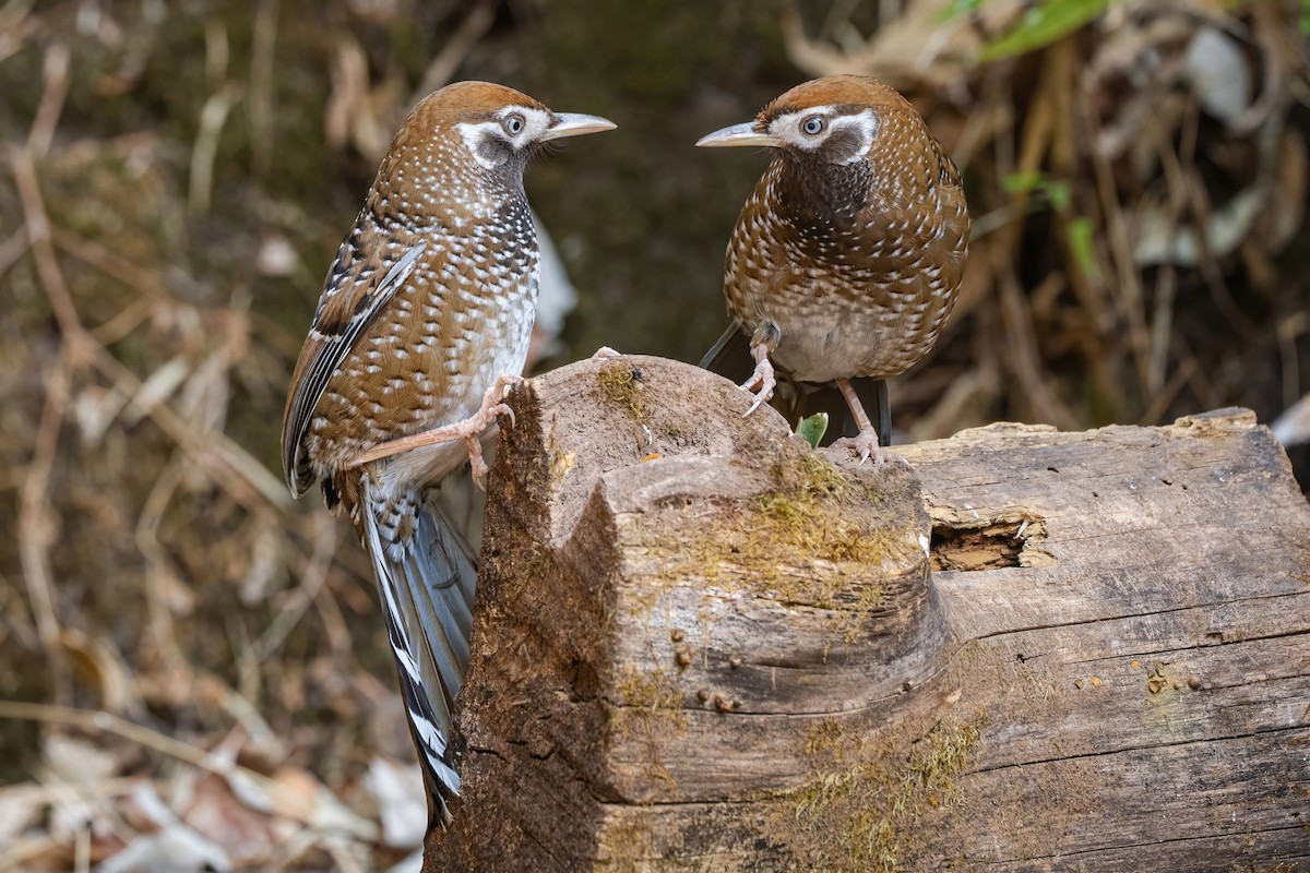 Biet's Laughingthrush - ML647885383