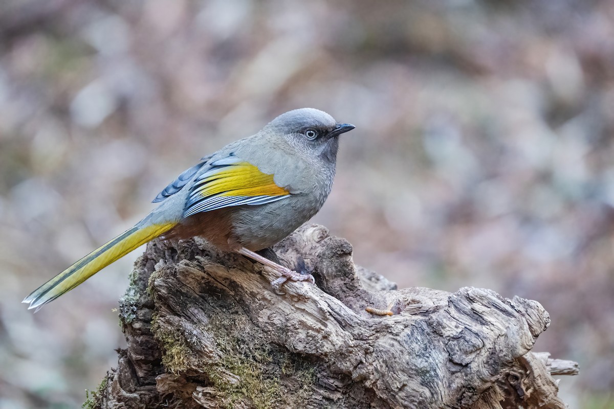 Elliot's Laughingthrush - ML647885384
