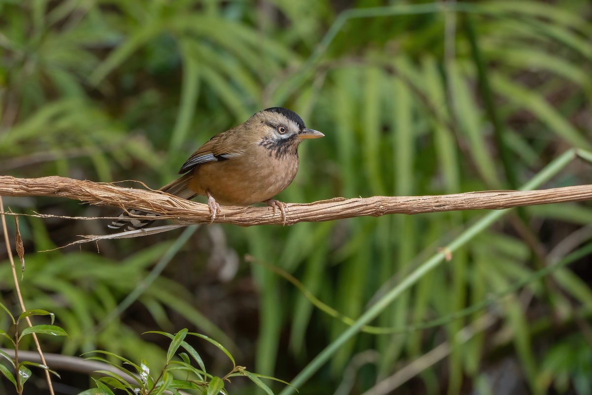 Moustached Laughingthrush - ML647885387