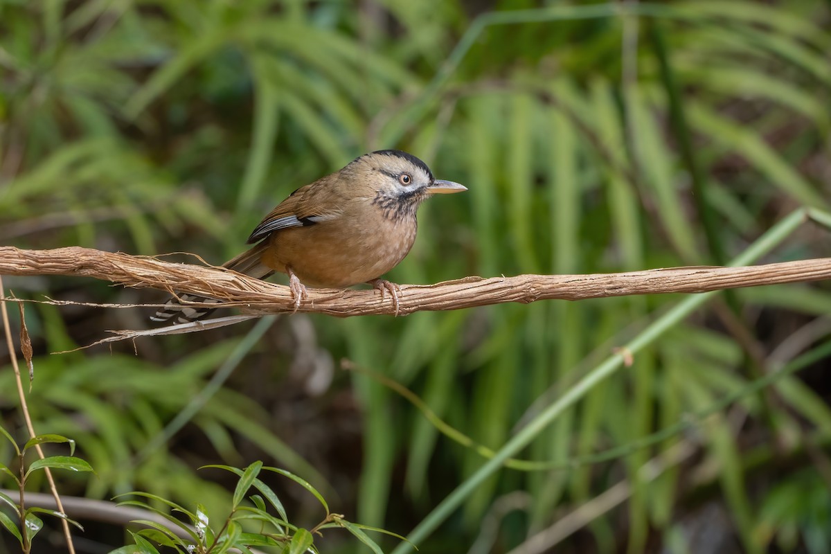 Moustached Laughingthrush - ML647885388