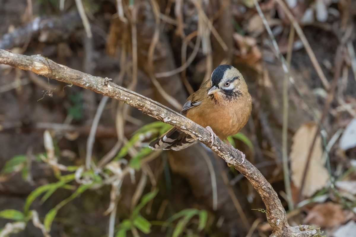Moustached Laughingthrush - ML647885389