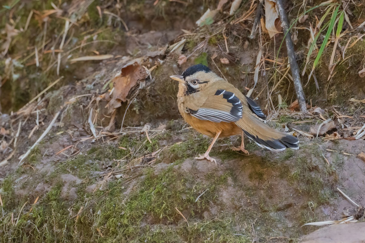 Moustached Laughingthrush - ML647885390