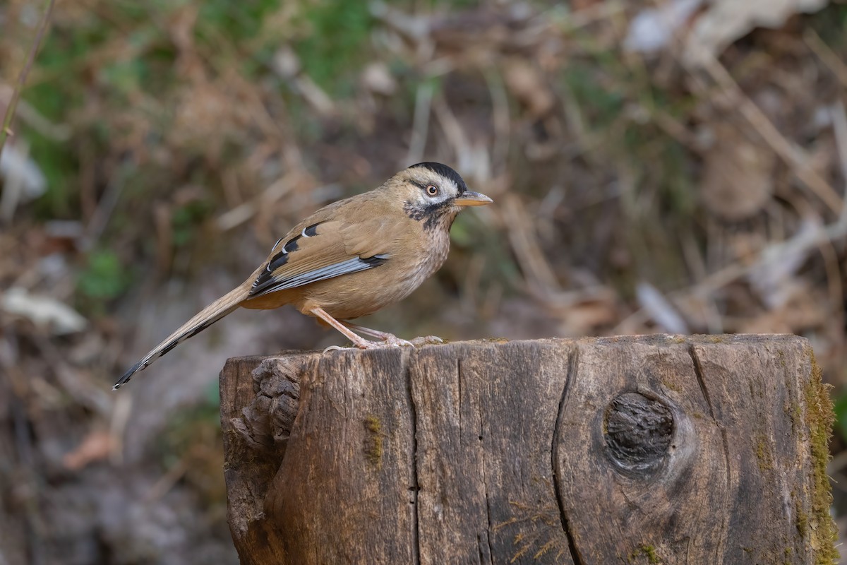 Moustached Laughingthrush - ML647885391