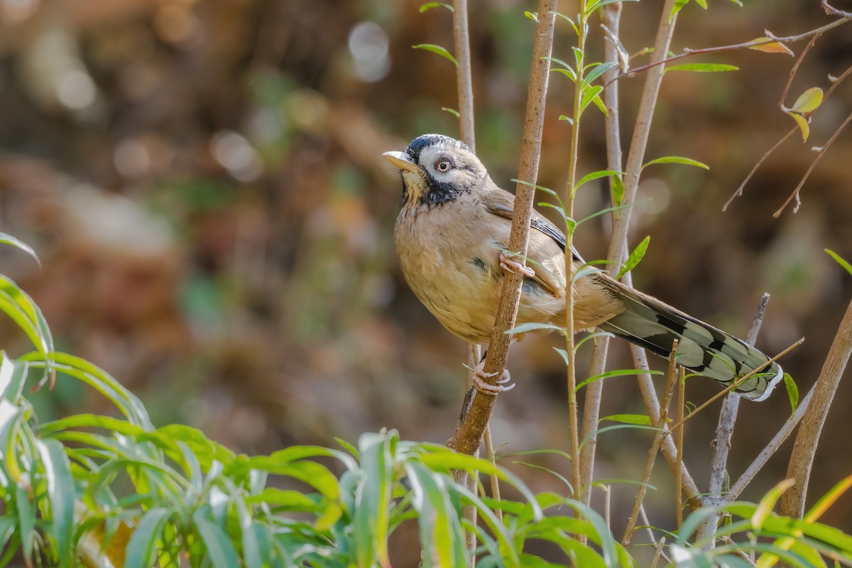 Moustached Laughingthrush - ML647885392