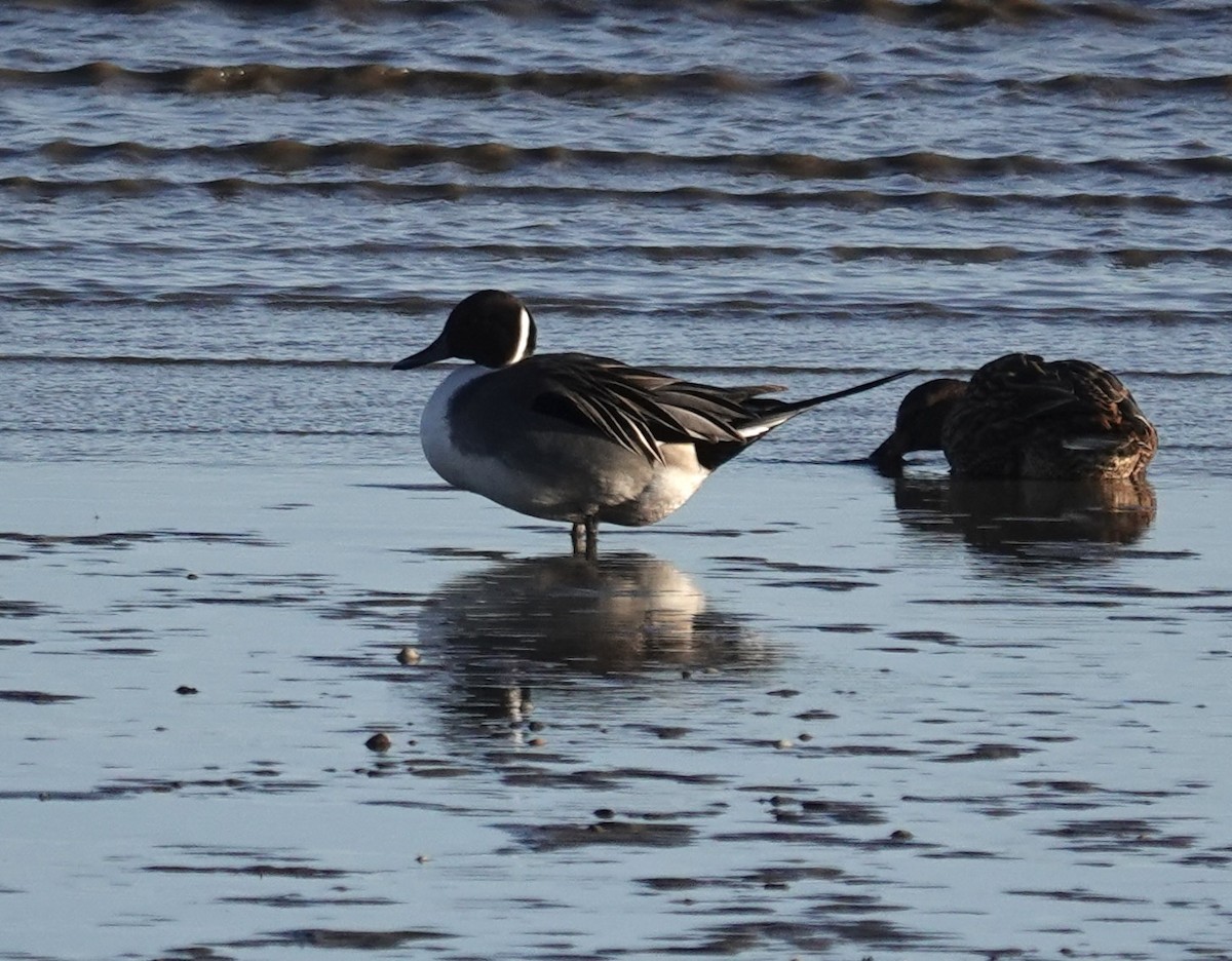 Northern Pintail - ML647885393