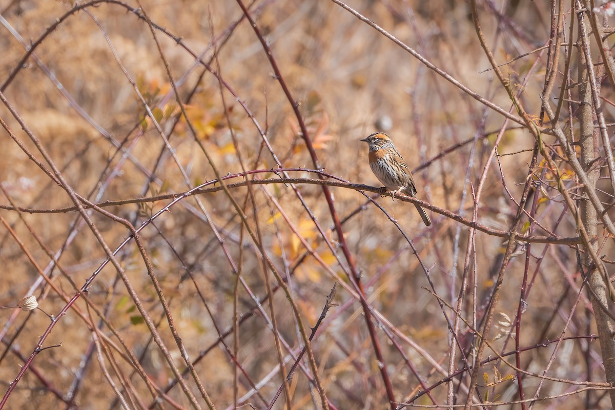 Rufous-breasted Accentor - ML647885394