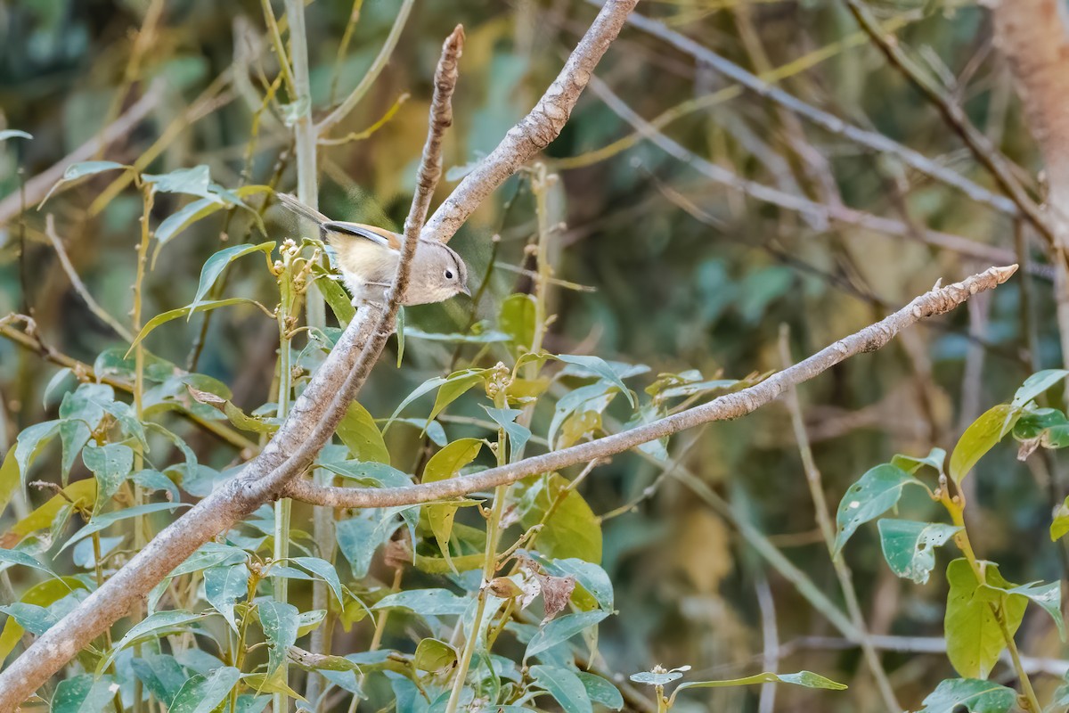 Spectacled Fulvetta - ML647885395