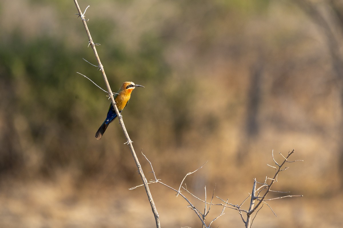 Weißstirnspint - ML647885404