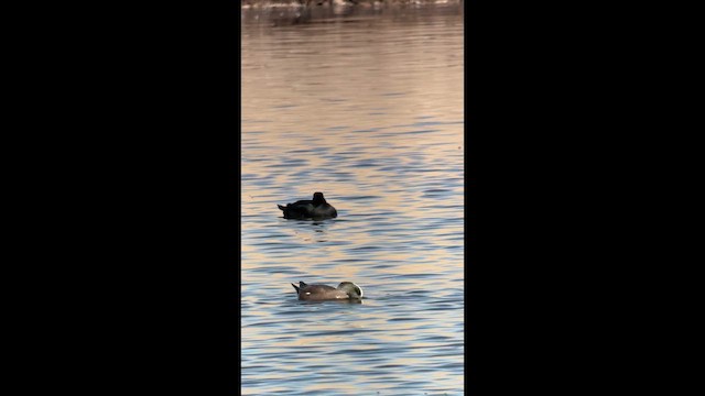 turpan žlutozobý - ML647885465