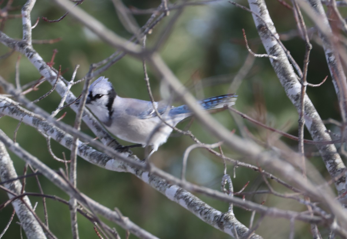 Сизойка блакитна - ML647885486