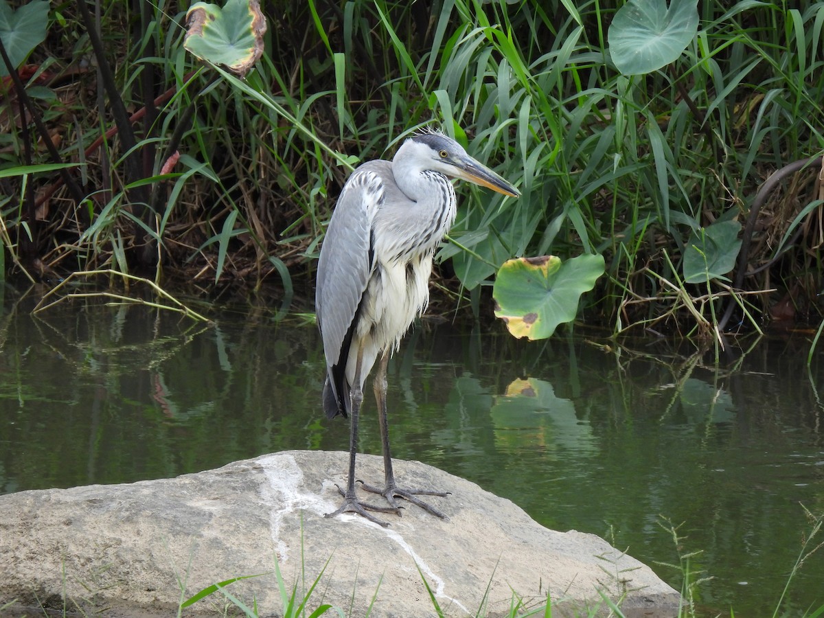 Gray Heron - ML647885493