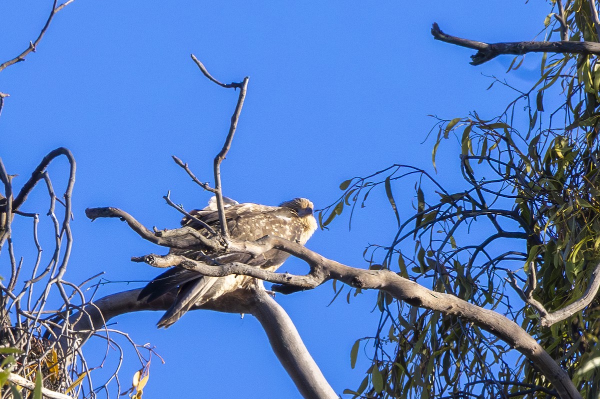 Whistling Kite - ML647885494