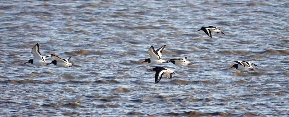 Eurasian Oystercatcher - ML647885495