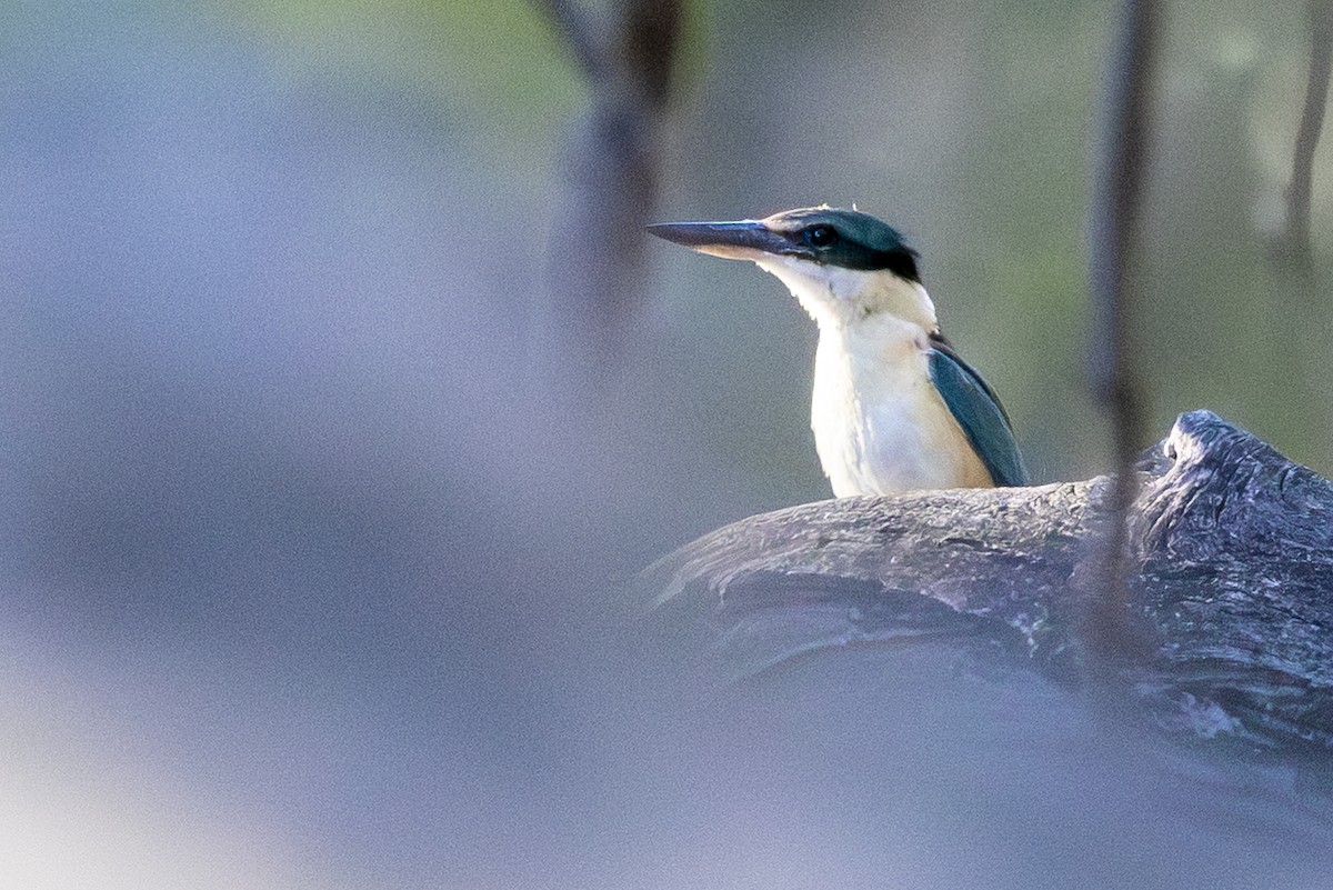 Sacred Kingfisher - ML647885497