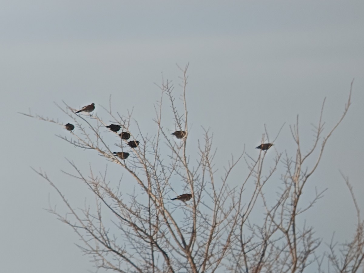 European Starling - ML647885498