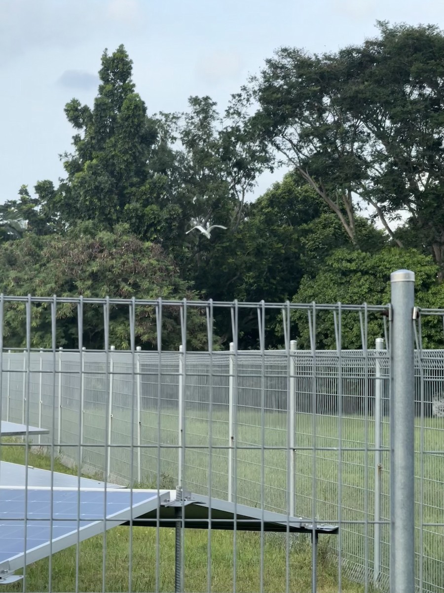 Little Egret - ML647885499