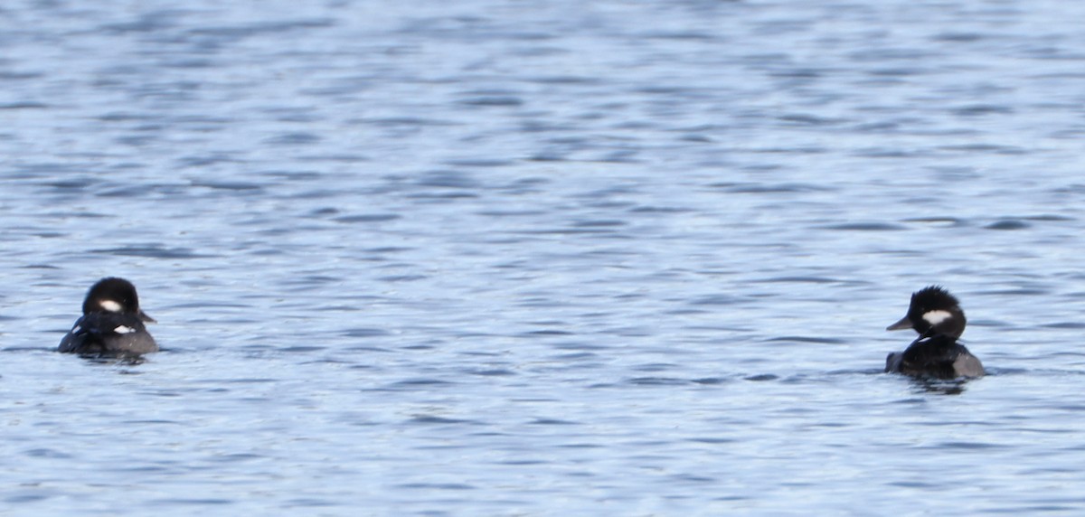 Bufflehead - ML647885500